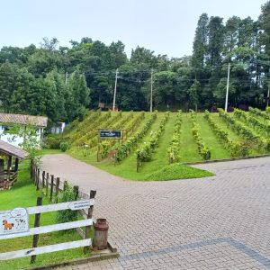 Rota do vinho em São Roque: Roteiro de 1 dia